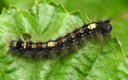 Lymantria dispar